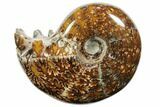 Polished, Agatized Ammonite (Cleoniceras) - Madagascar #110512-1